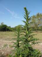 Image of Cirsium nuttallii