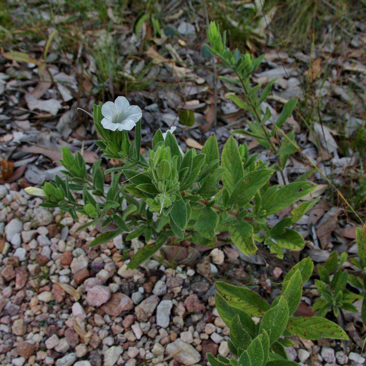 Image of Ruellia rufipila Rizzini