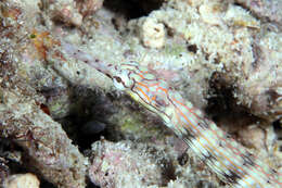 Image of blackhead pipefish