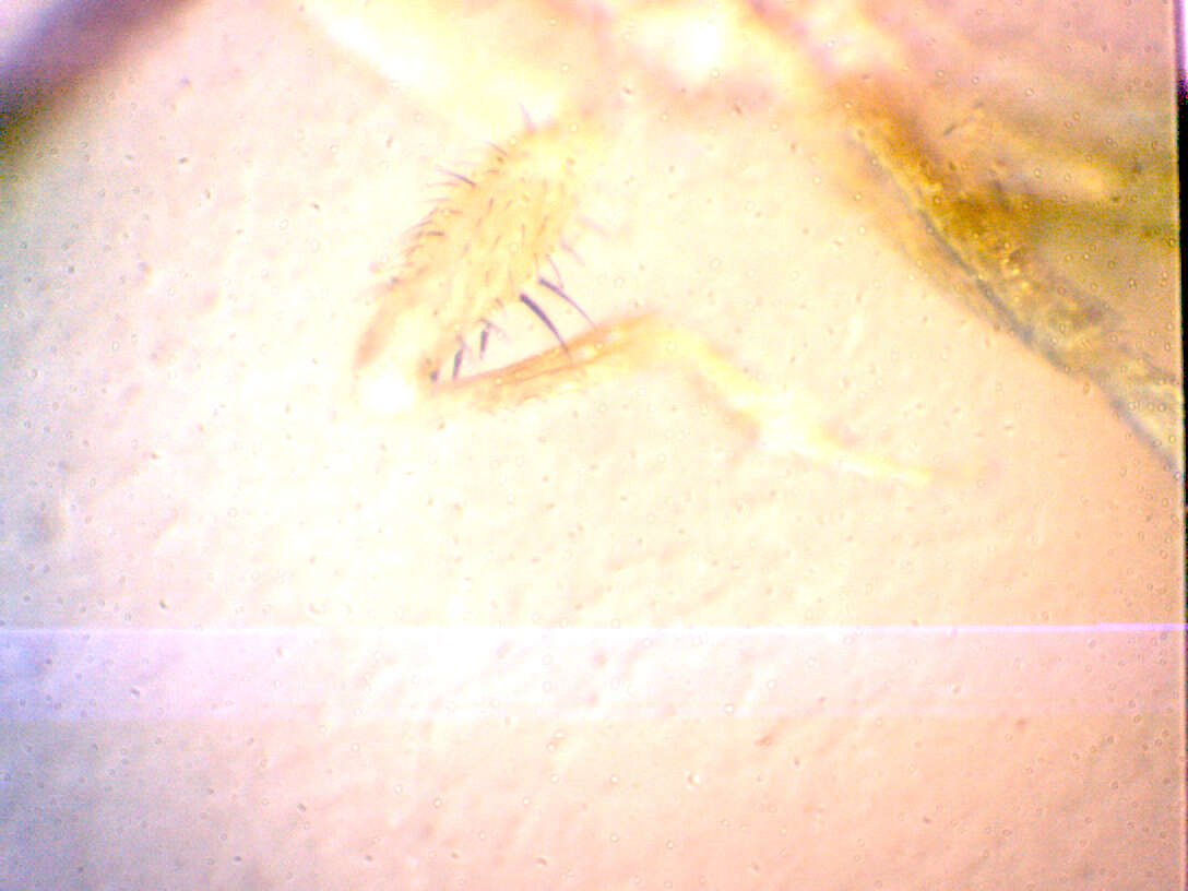 Image of Zaprionus spinoarmatus Tsacas & Chassagnard 1990