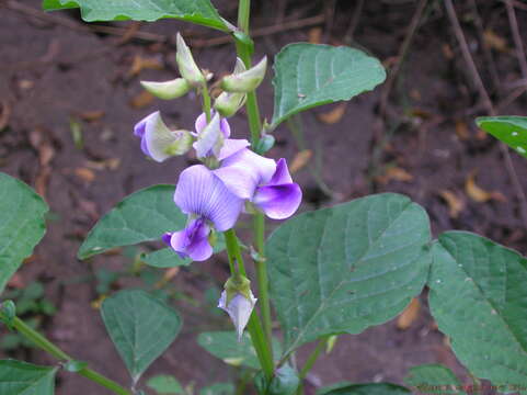 Image de Crotalaria