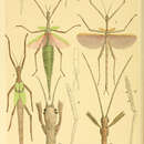 Image of Didymuria violescens (Leach 1814)