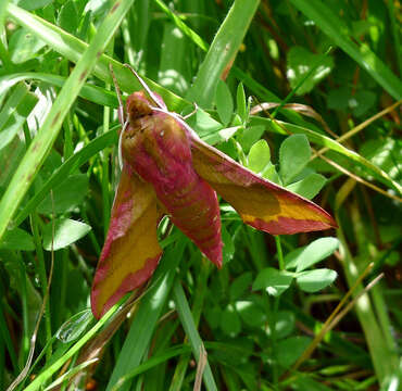 Image of small elephant hawk-moth