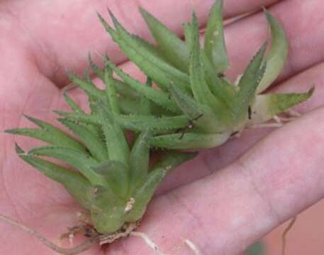 Haworthia resmi