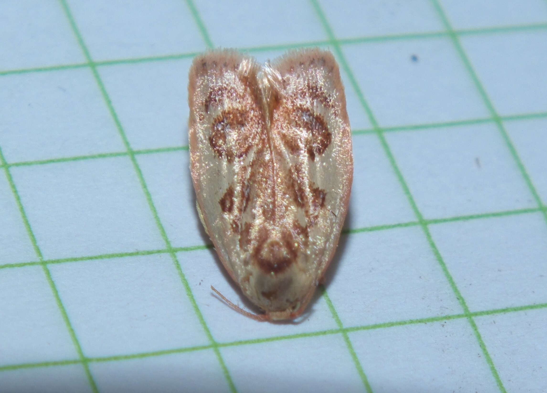 Image of concealer moths