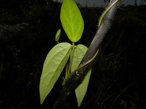 Image de Vigna lasiocarpa (Benth.) Verdc.