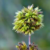 Image of Hypenia densiflora (Pohl ex Benth.) Harley