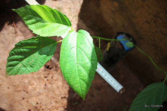 Image of Broom-cluster fig