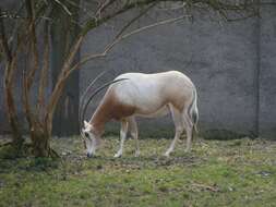 Image of Scimitar-horned Oryx