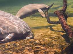 Image of manatees