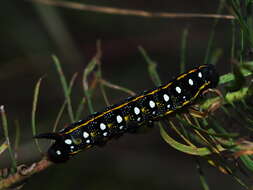 Image of Spurge Hawk Moth