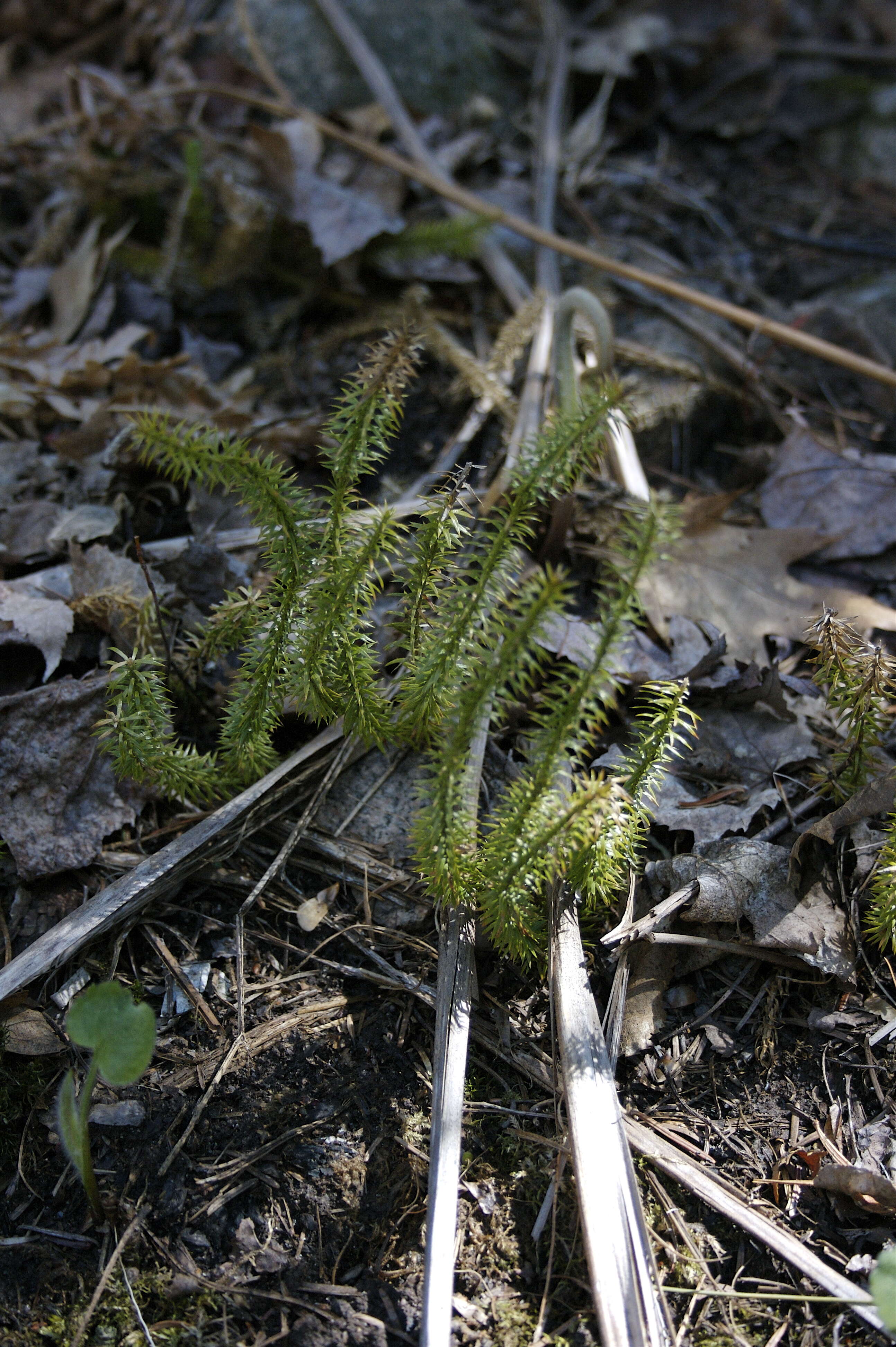 Image of clubmoss