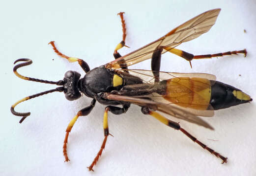 Image of Ichneumon