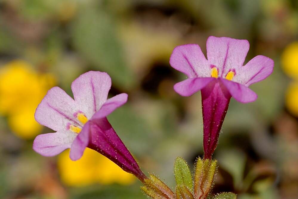 Image of bush monkeyflower