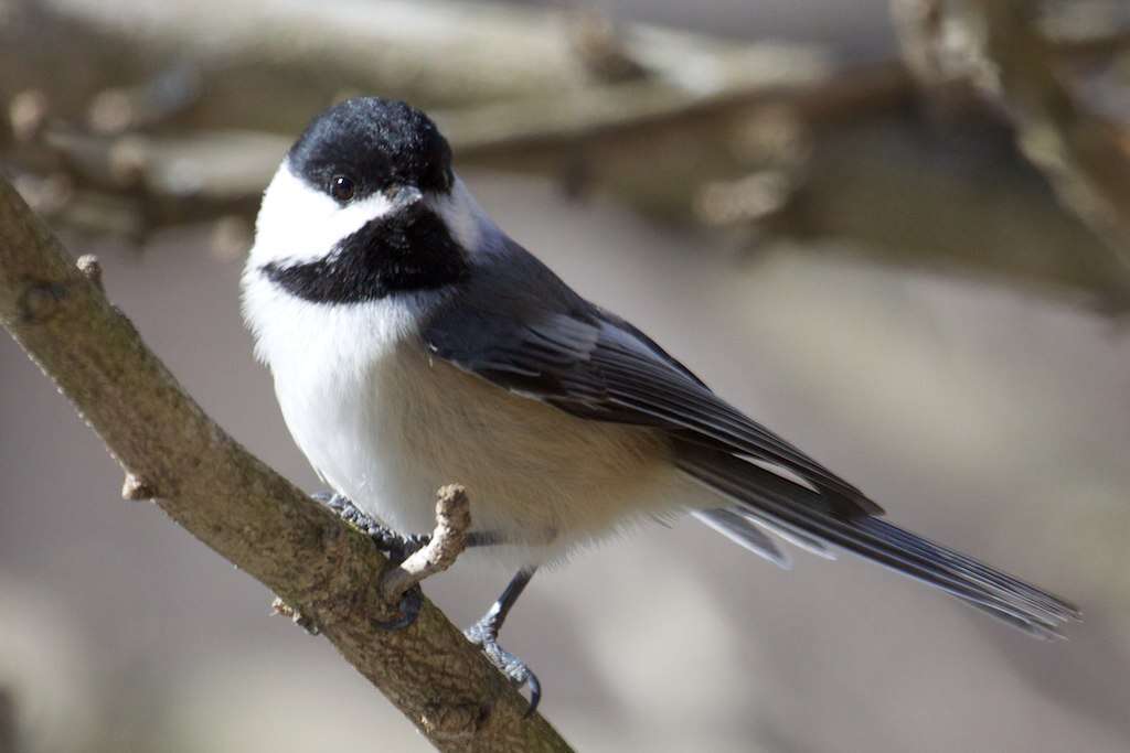 Image of Chickadee