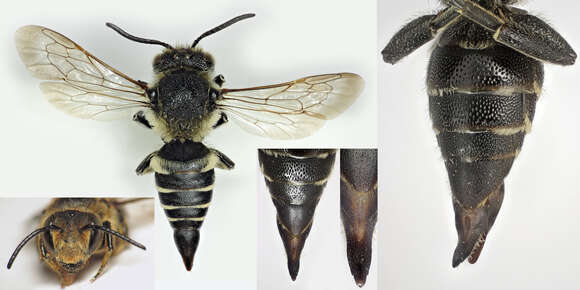 Image of Megachilini