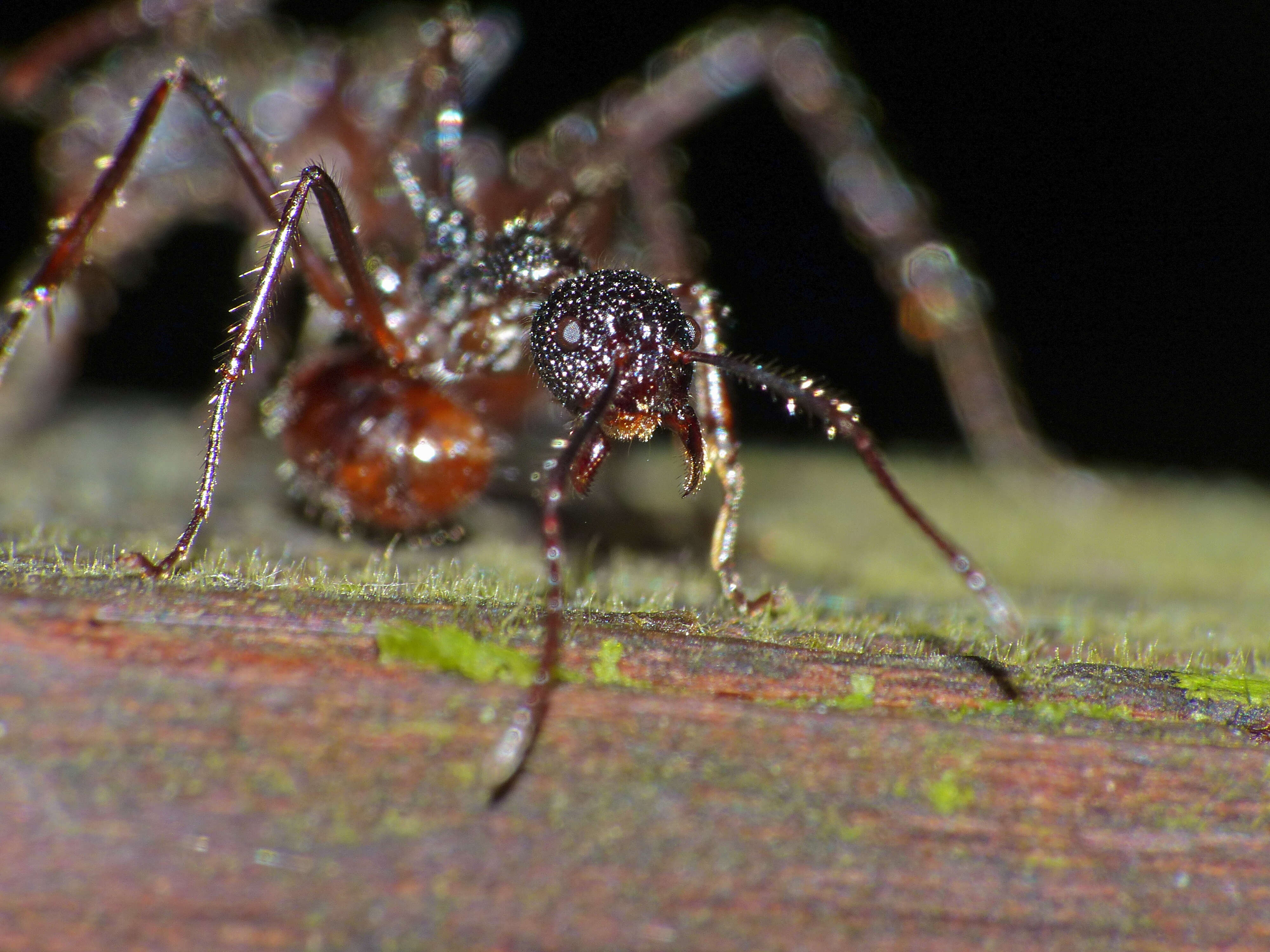 Image de Dolichoderus beccarii Emery 1887