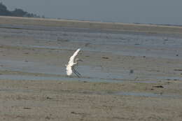 Image of Little Egret