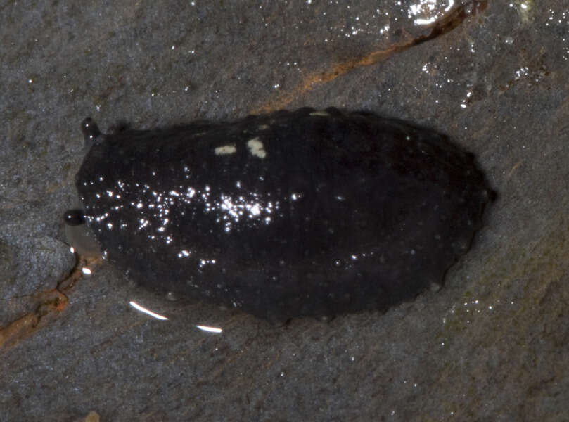 Image of Systellommatophora Pilsbry 1948