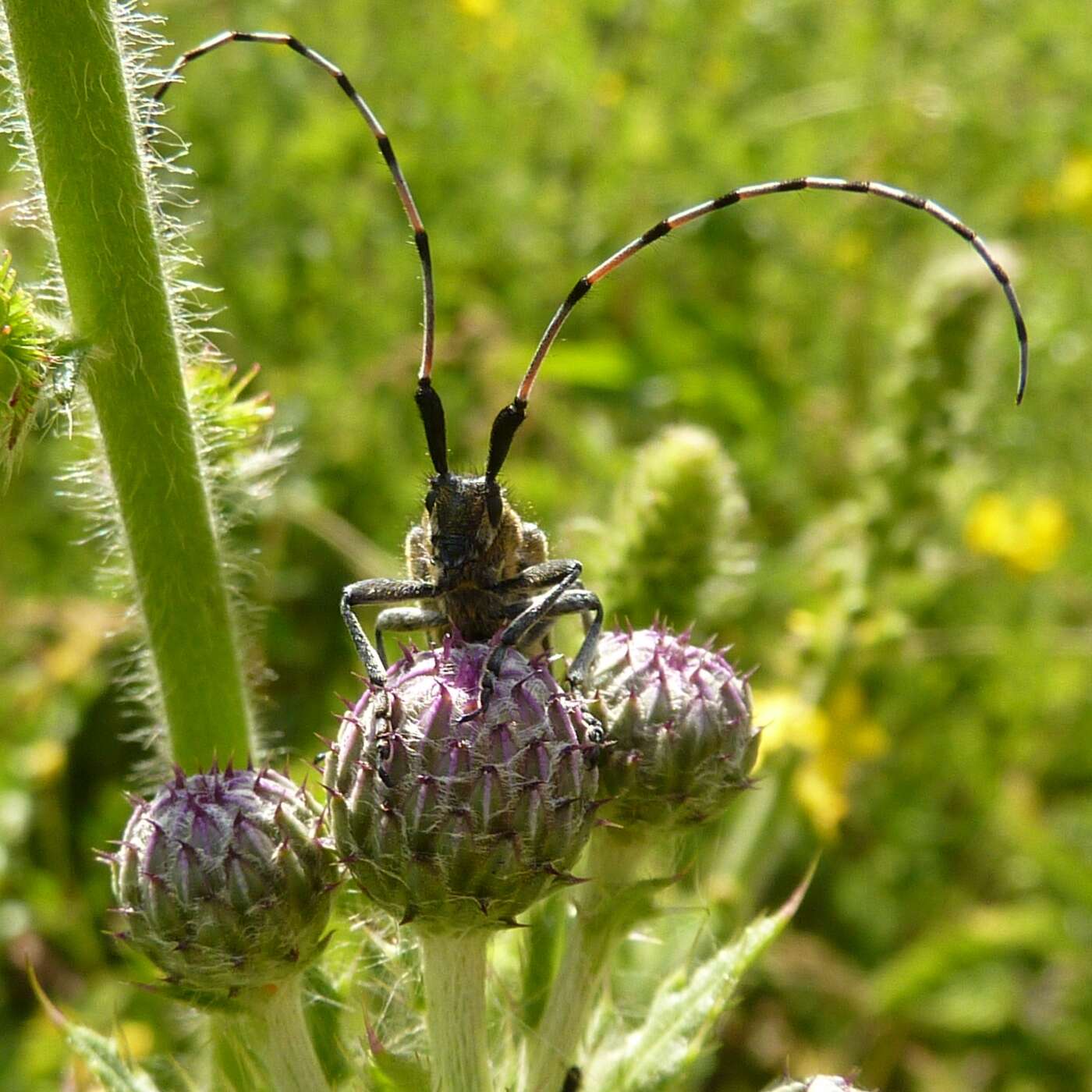 Image of Agapanthia