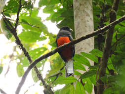 Image of Trogon Brisson 1760