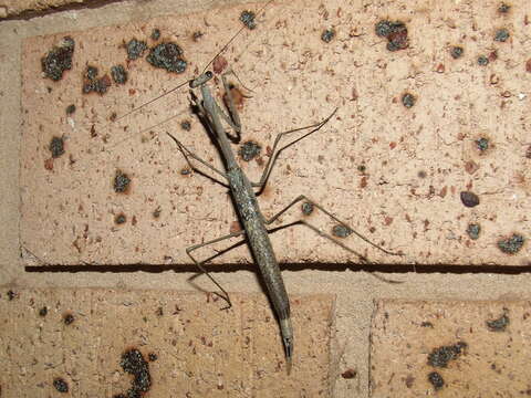 Image of Archimantis