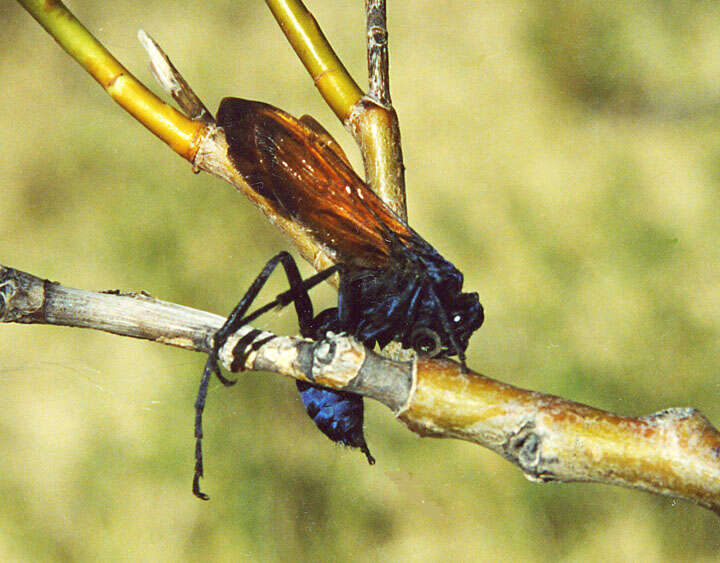 صورة Pepsis limbata Guérin 1831