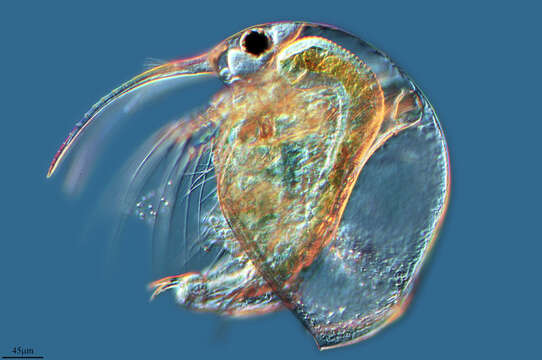 Image of bosminid waterfleas