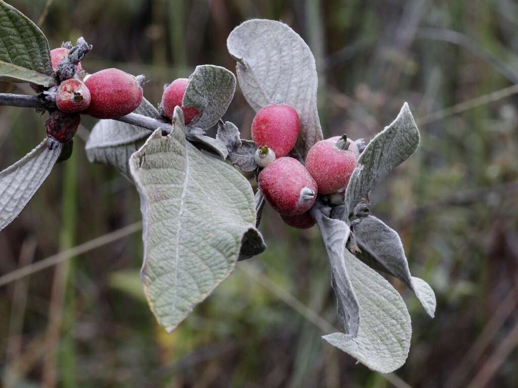 Image of woodvine