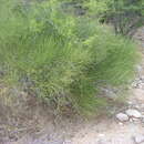 Image of Arizon Joint-fir