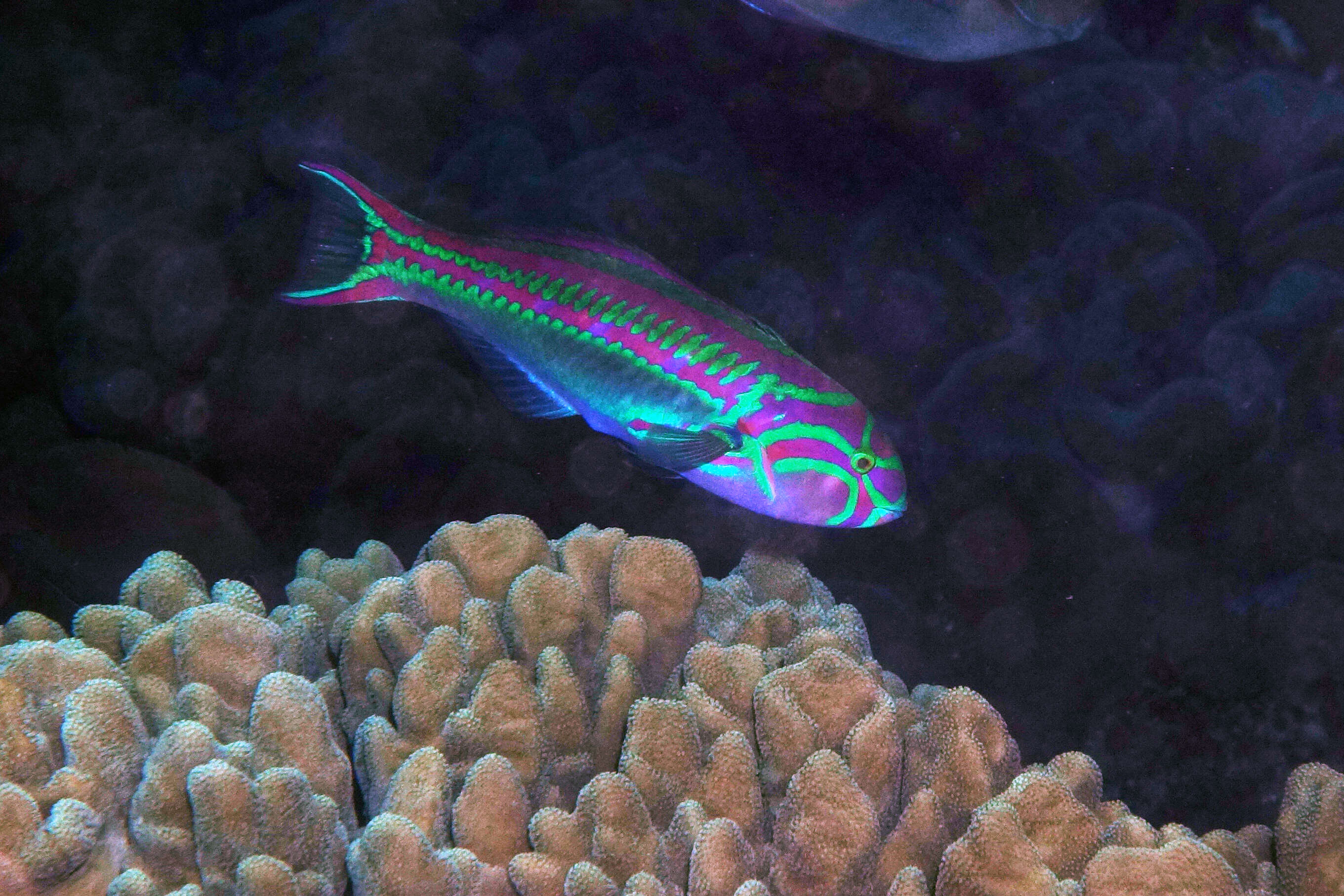 Image of Five striped surge wrasse