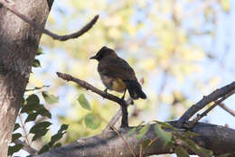 Image de Bulbul tricolore