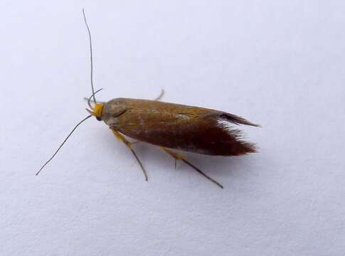 Image of <i>Batia unitella</i>