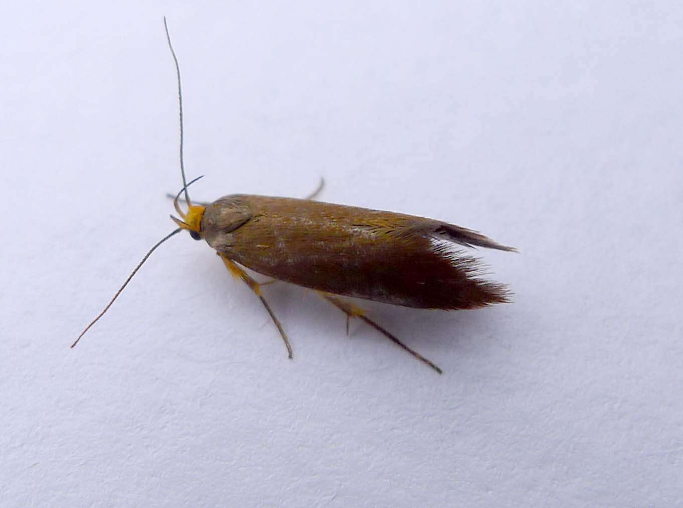 Image of Batia unitella