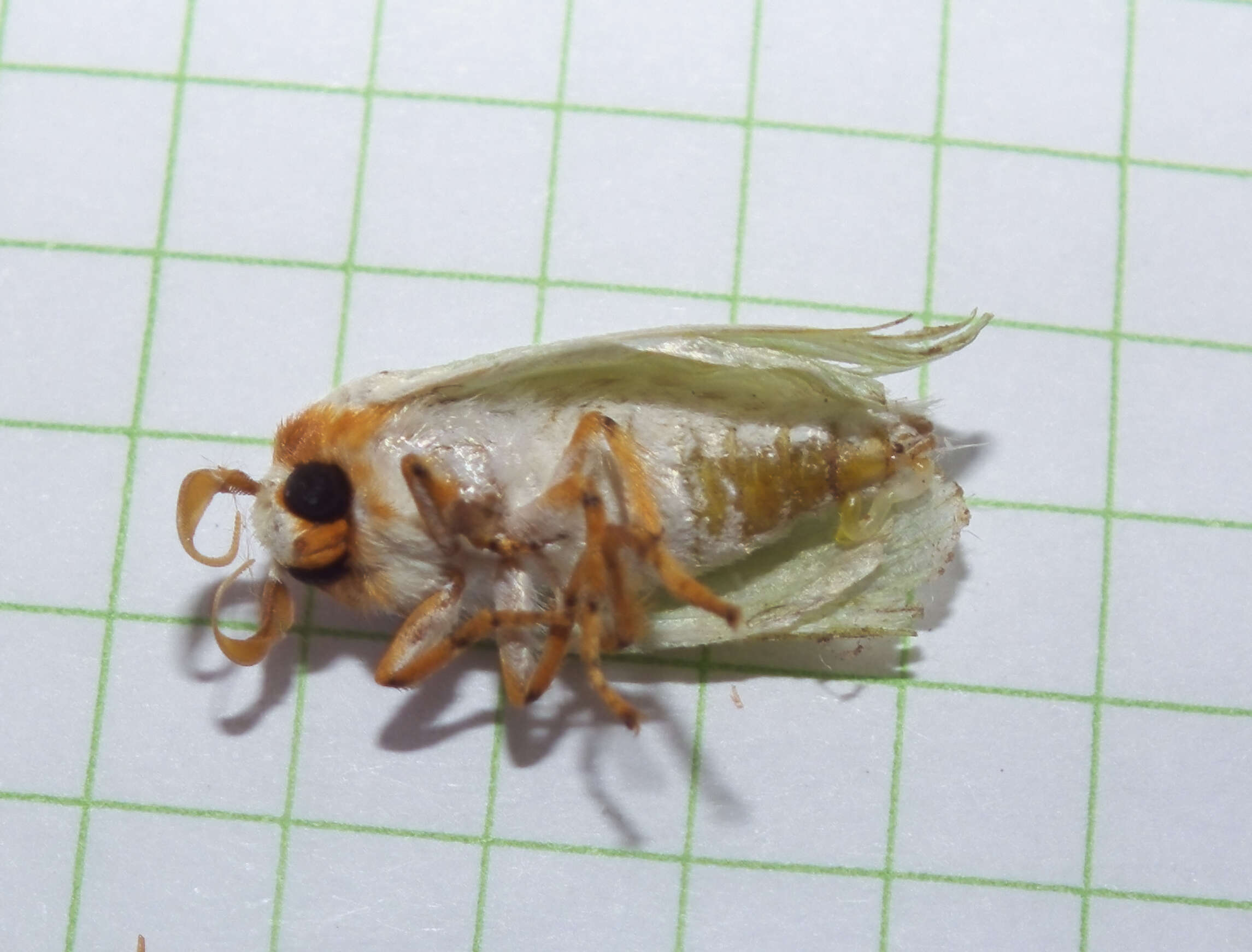 Image of slug caterpillar moths