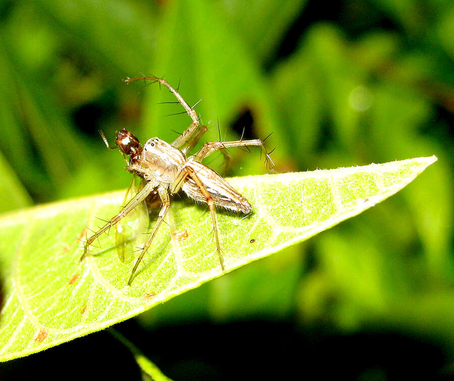 Image of lynx spider