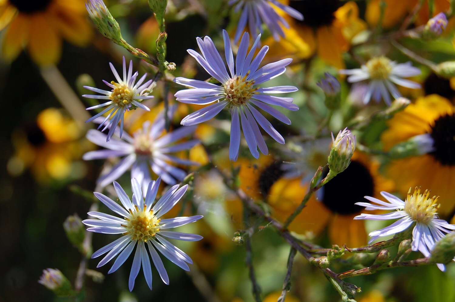 Image of smooth blue aster