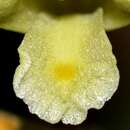 Imagem de Dendrobium kentrophyllum Hook. fil.