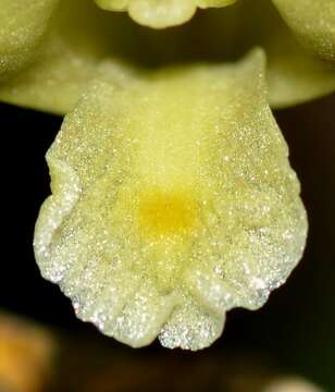 Imagem de Dendrobium kentrophyllum Hook. fil.