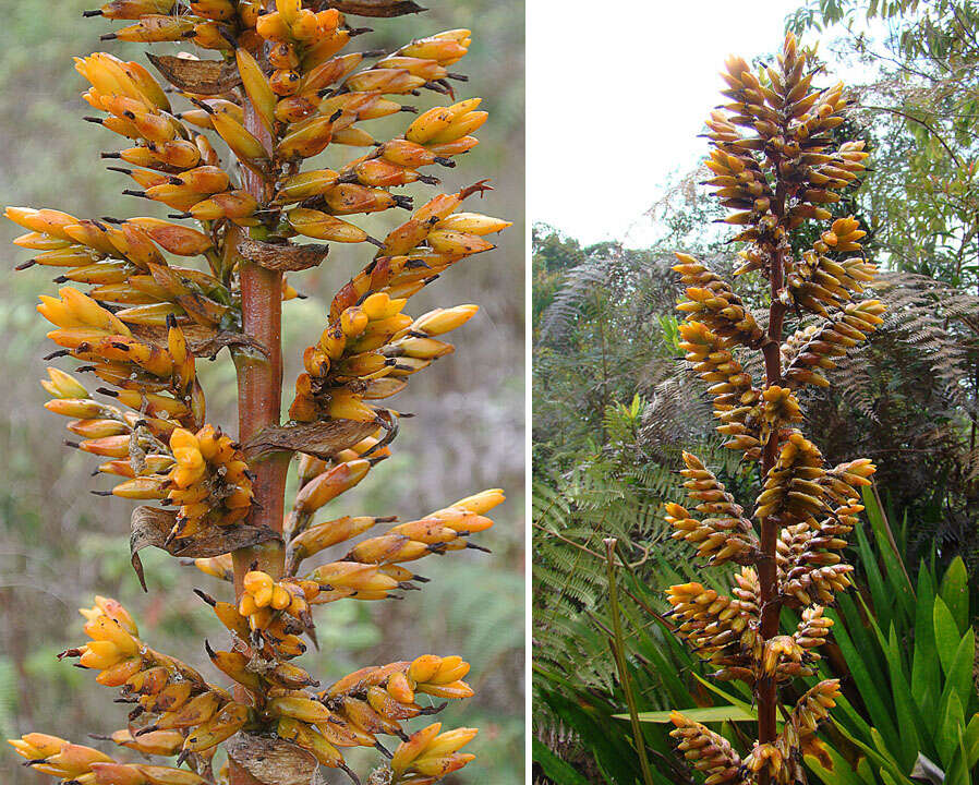 Image of Guzmania diffusa L. B. Sm.