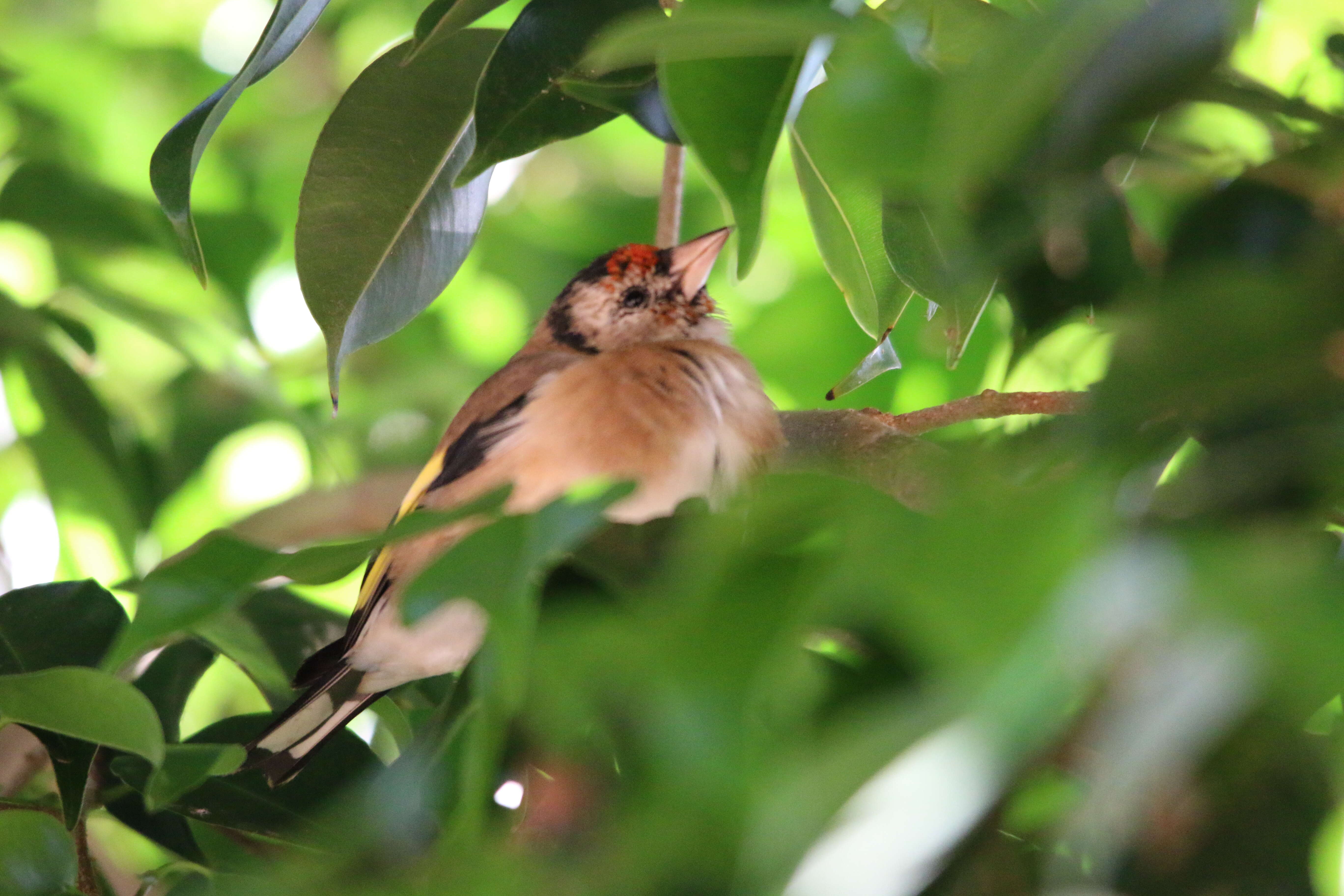 Image of Carduelis carduelis parva Tschusi 1901