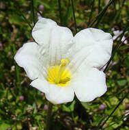 Image of cupflower