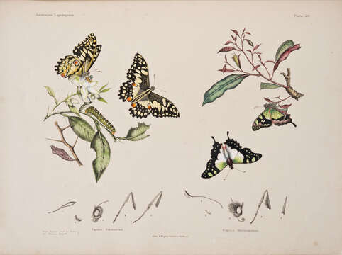 Image of Graphium macleayanus (Leach 1814)