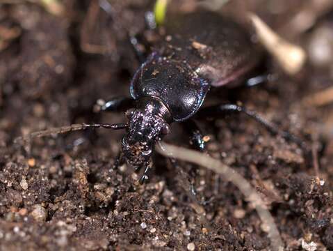 Image of Violet Ground Beetle