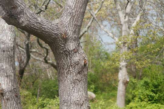 Image of Eastern Screech Owl