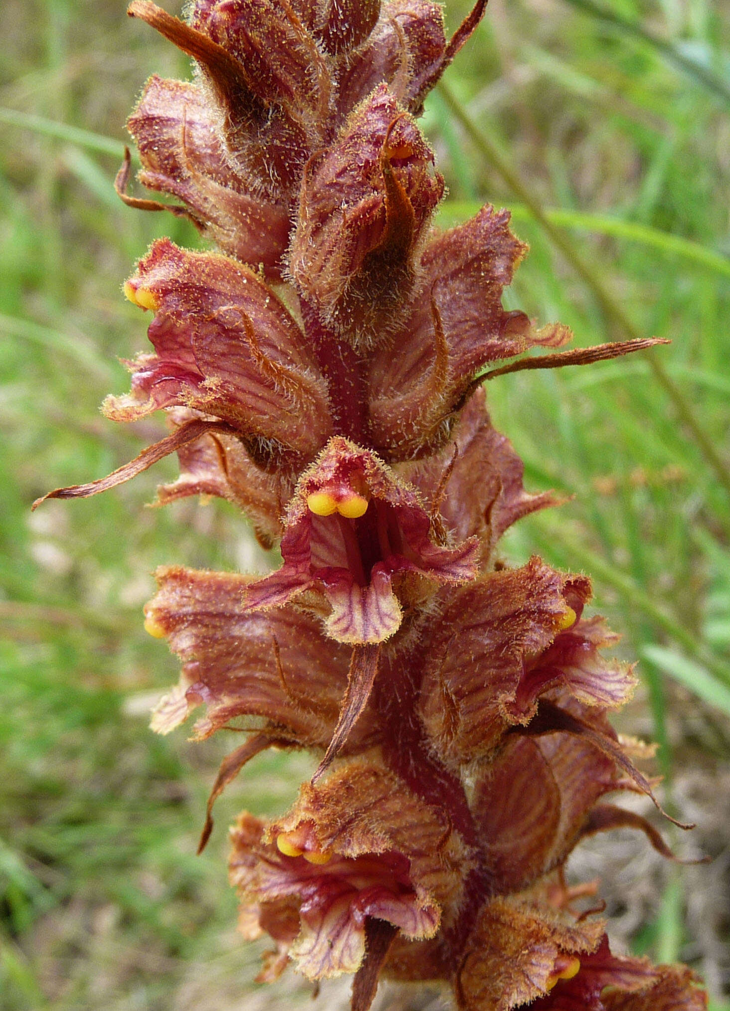 Image de Orobanche austrohispanica M. J. Y. Foley