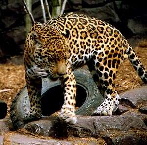 Image of Jaguar