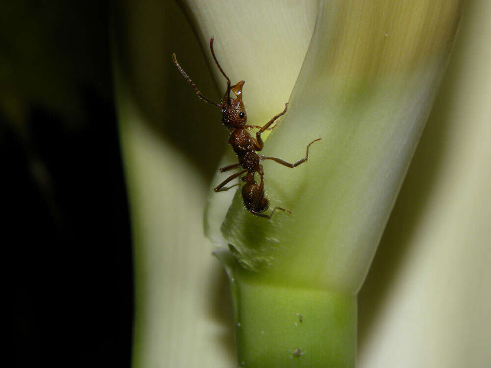 Image of Cyclanthus