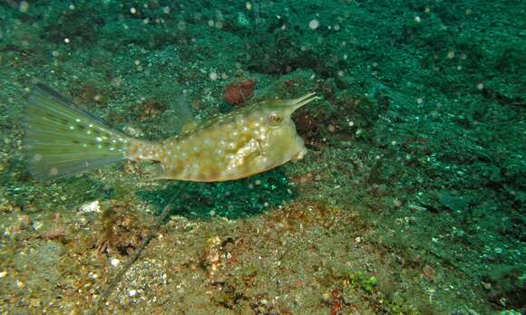 Image of Longhorn cowfish