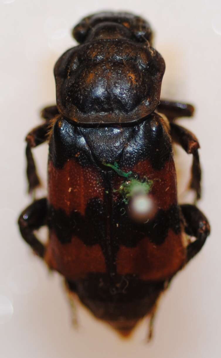 Nicrophorus (Nicrophorus) mexicanus (Matthews & A. 1887) resmi